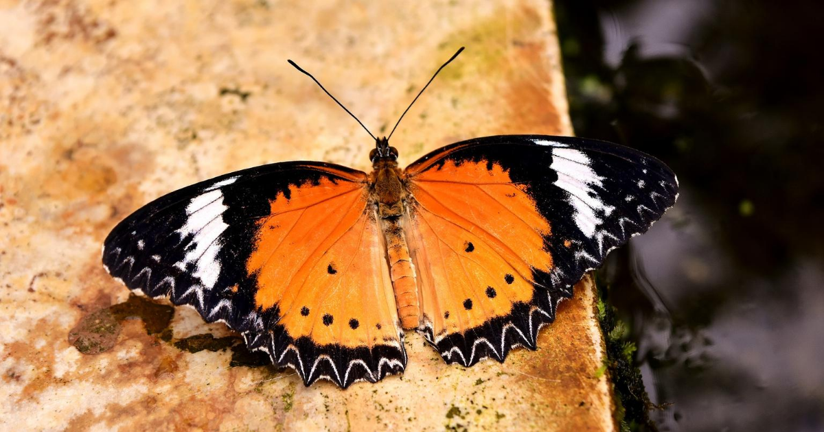 Foto Schmetterling